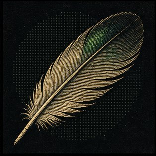 Pigeon feather